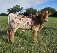 Humdinger Bull Calf
