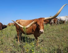 Ace's Razzmatazz DSM